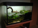 Aquaterrarium