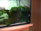 Aquaterrarium