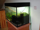 Aquaterrarium